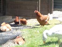 Hühner und Gänse