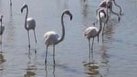 Flamingos II Vogelpark Pont de Gau