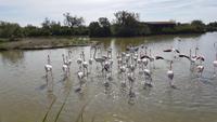 Flamingos, Vogelpark Pont de Gau