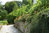 Paris Tag 5 Weinberg am Montmartre