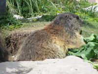 Rochers-du-Naye. Marmotte Paradis. Murmeltier. 