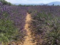 die letzten Lavendelfelder