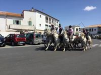 Die Stiere werden in die Arena gebracht.
