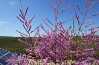  Pont de Normandie, Tamariske