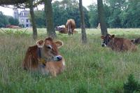 Jersey, Jersey cows
