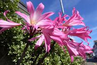 Jersey, Amaryllis belladonna 