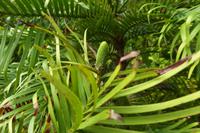 Jersey, die seltene Pflanze: Wollemie