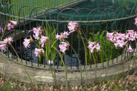 Jersey, der Garten von Mr. Miles 