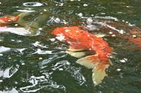 Jersey, Teichimpressionismus 