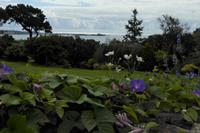 Jersey, der Garten der Susan Lea