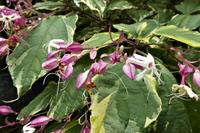 Jersey, der Garten der Susan Lea