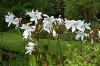 Jersey, der Garten von Grey Gables