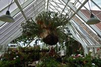 Jersey, der Garten von Grey Gables