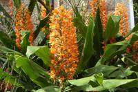 Jersey, der Garten von Grey Gables, Schmetterlingsingwer