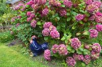 Guernsey, der Garten von Eddi Foxen