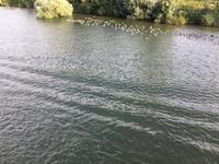 Seine - Vogelparadies