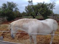 Weißes Pferd Camargue