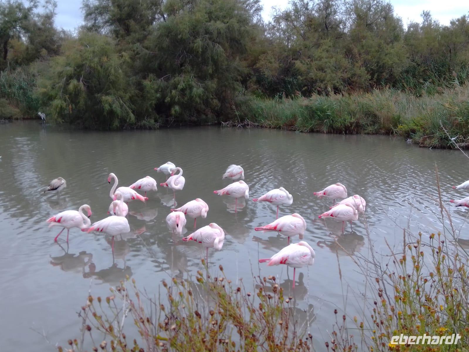 Flamingos Camargue
