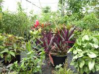 Tag 5 - 3 - Besuch der Hängenden Gärten von Le Havre (2)