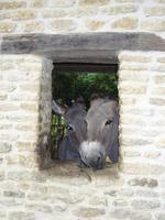Tag 6 - 5 - Besuch des Garten Pays d'Auge in Cambremer (2)