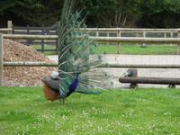 Tag 7 - 5 - Besuch des Parc de la Colline des Oiseaux in Caen (5)
