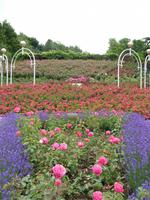 Tag 7 - 6 - Rosengarten im Parc de la Colline des Oiseaux (2)