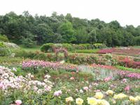 Tag 7 - 6 - Rosengarten im Parc de la Colline des Oiseaux (5)
