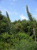 Tag 8 - 2 - Besichtigung des Garten von Vauville (7)