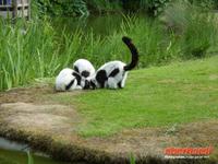 Tag 8 - 5 - Besichtigung des Zoologischen Gartens von Champrépus (11)