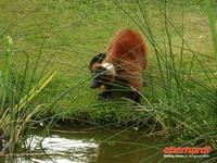 Tag 8 - 5 - Besichtigung des Zoologischen Gartens von Champrépus (12)