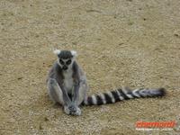 Tag 8 - 5 - Besichtigung des Zoologischen Gartens von Champrépus (15)