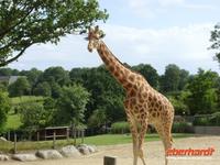 Tag 8 - 5 - Besichtigung des Zoologischen Gartens von Champrépus (16)