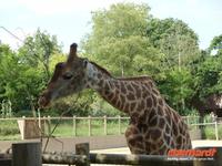 Tag 8 - 5 - Besichtigung des Zoologischen Gartens von Champrépus (17)