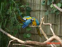 Tag 8 - 5 - Besichtigung des Zoologischen Gartens von Champrépus (18)