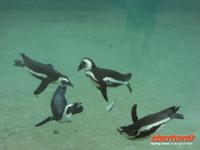 Tag 8 - 5 - Besichtigung des Zoologischen Gartens von Champrépus (19)