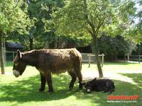 Tag 8 - 5 - Besichtigung des Zoologischen Gartens von Champrépus (2)