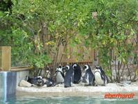 Tag 8 - 5 - Besichtigung des Zoologischen Gartens von Champrépus (21)