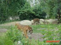 Tag 8 - 5 - Besichtigung des Zoologischen Gartens von Champrépus (5)
