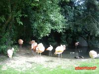 Tag 8 - 5 - Besichtigung des Zoologischen Gartens von Champrépus (6)