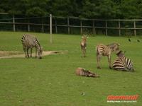 Tag 8 - 5 - Besichtigung des Zoologischen Gartens von Champrépus (7)