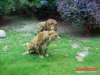 Tag 8 - 5 - Besichtigung des Zoologischen Gartens von Champrépus (9)