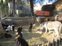 Streichelzoo Saint-Tropez