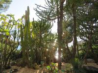 Botanischer Garten Monaco
