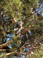 Fast schon Frühling... Genfere See im Januar