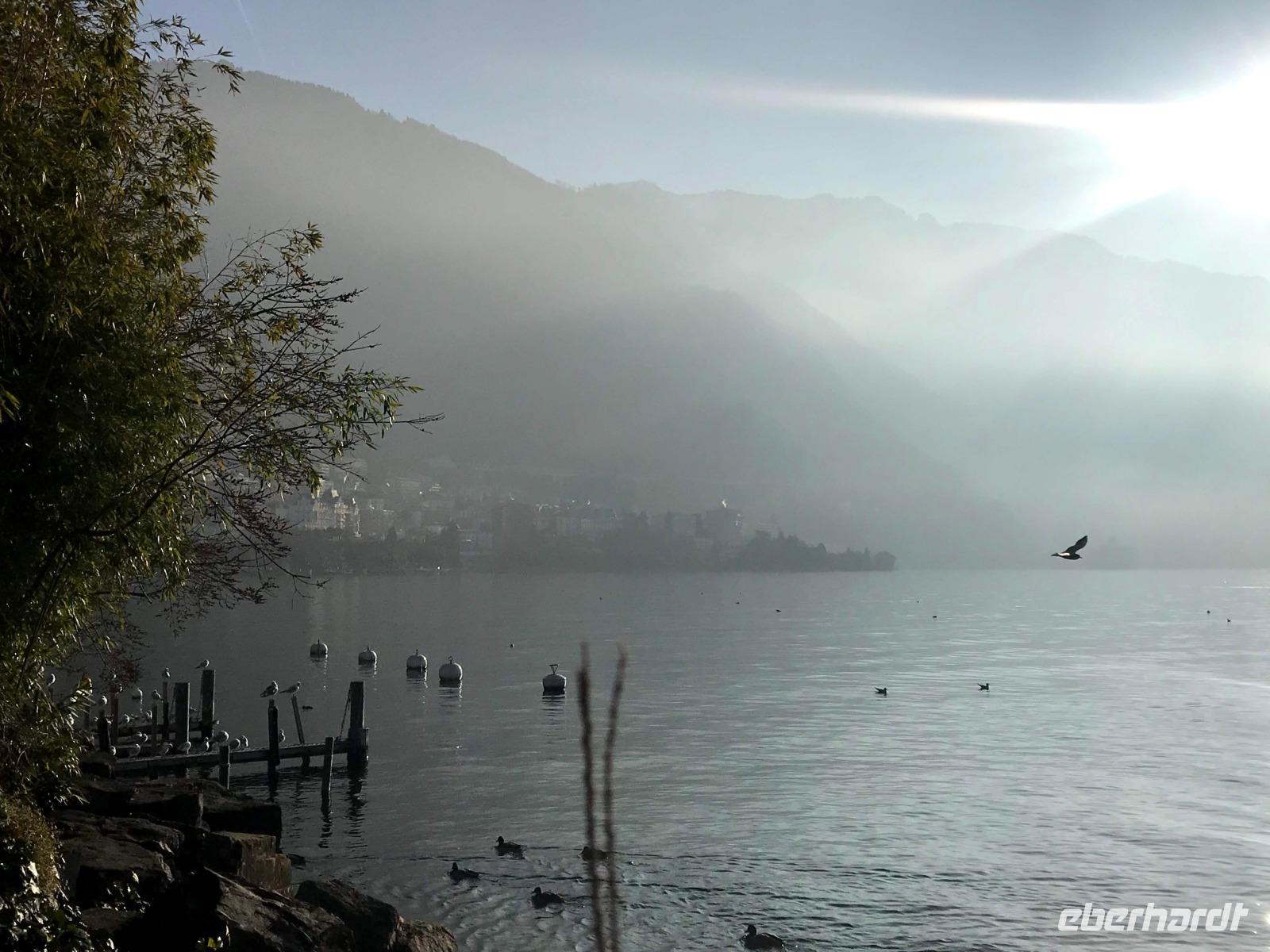 Genfer See Stimmung - neblig, aber gut für's Jahresende