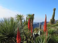 Eze, Jardin d´exotique