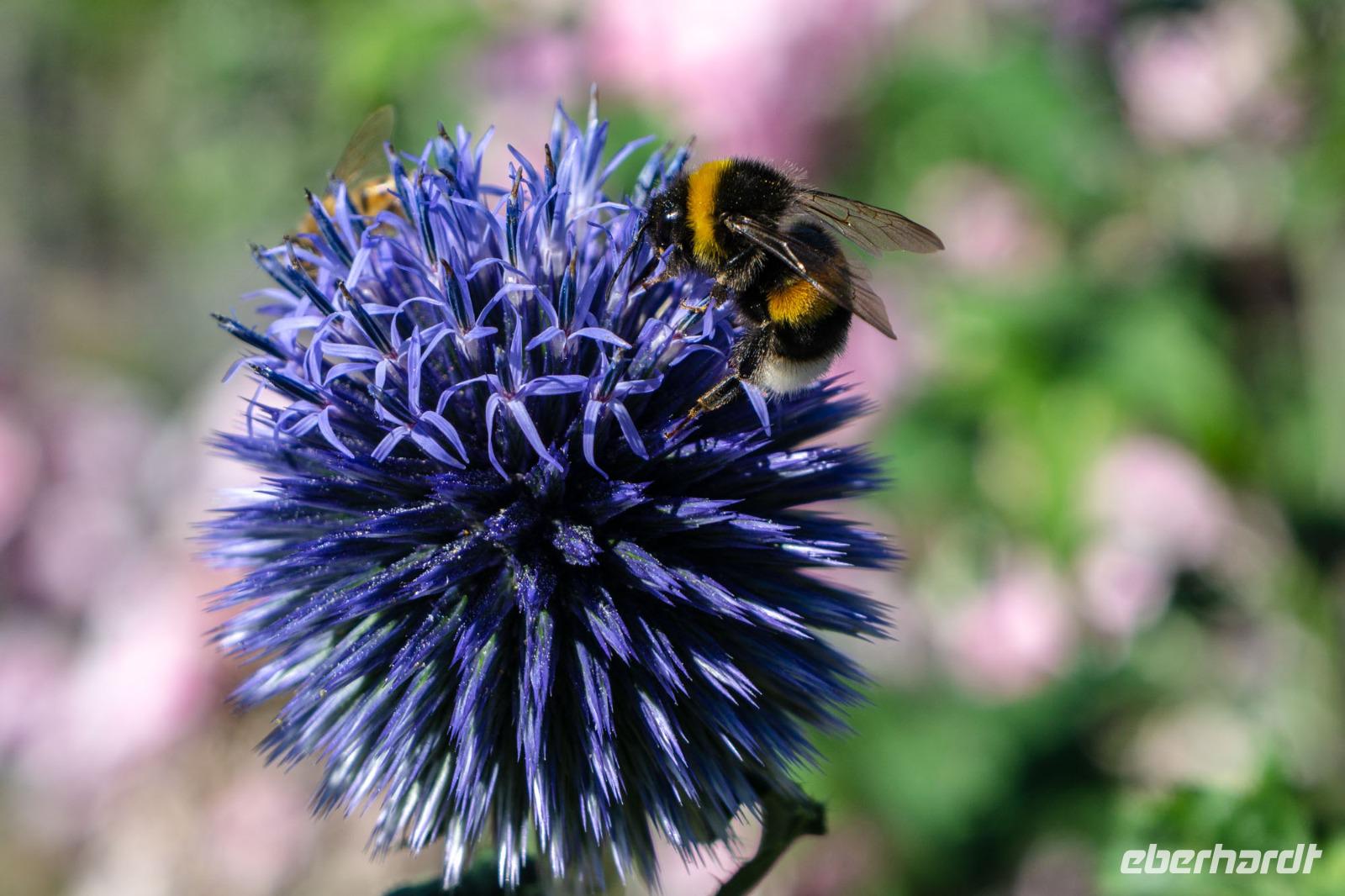 Tag 2 Garten von Viels Maison 