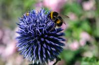 Tag 2 Garten von Viels Maison 