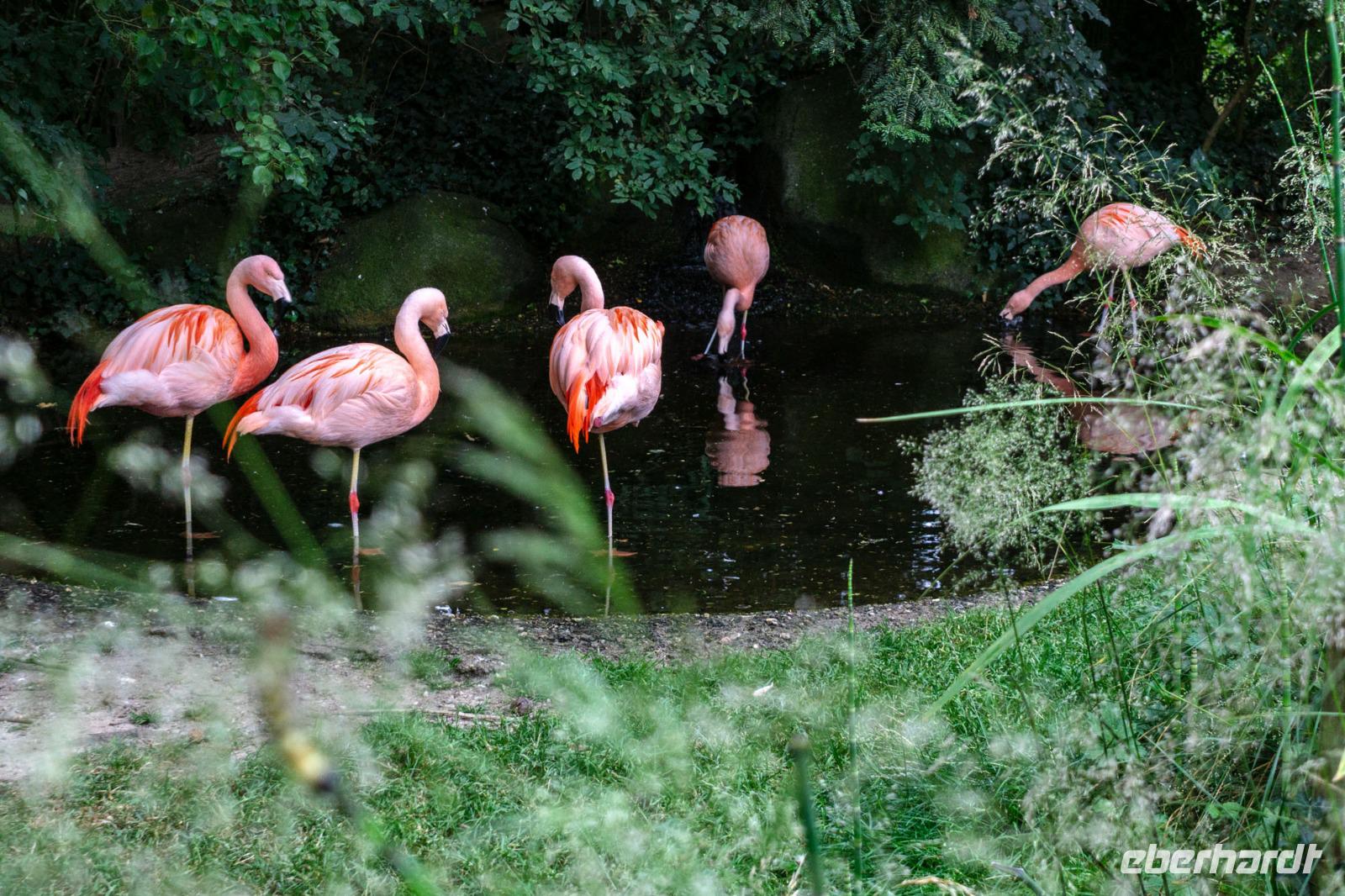 Tag 8 Zoo von Champrepus