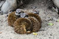 Tap 8 Zoo von Champrépus